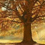 herbst-sonne