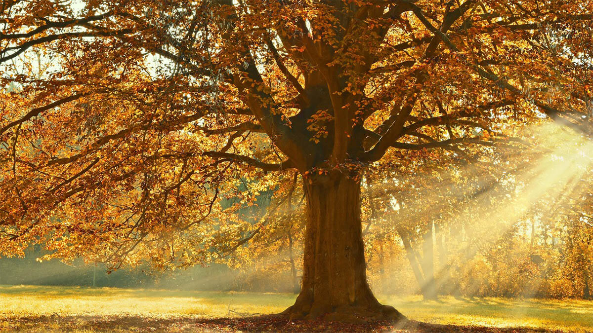 herbst-sonne